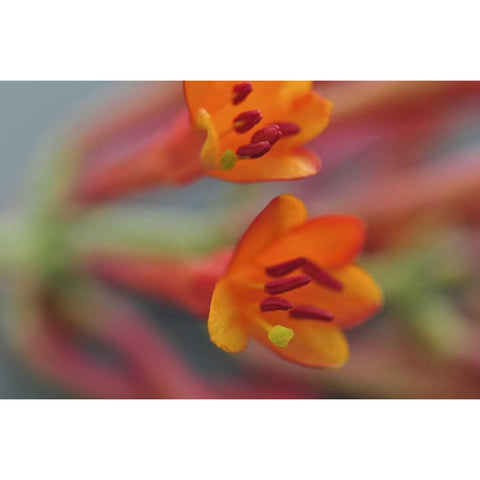 Oregon, Portland Coral honeysuckle flowers Black Modern Wood Framed Art Print by Terrill, Steve