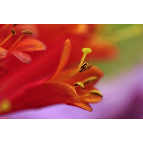 Oregon, Portland Coral honeysuckle flowers Black Modern Wood Framed Art Print by Terrill, Steve