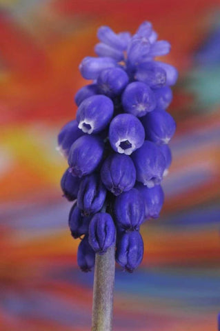 Oregon, Portland Blue grape hyacinth flower Black Ornate Wood Framed Art Print with Double Matting by Terrill, Steve