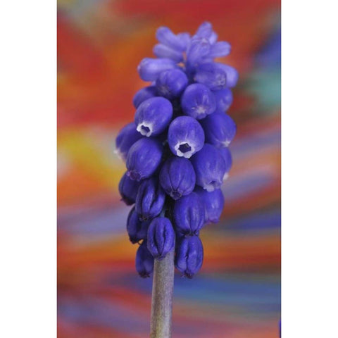 Oregon, Portland Blue grape hyacinth flower Black Modern Wood Framed Art Print by Terrill, Steve