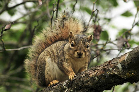 OR, Portland Gray squirrel resting on branch Black Ornate Wood Framed Art Print with Double Matting by Terrill, Steve