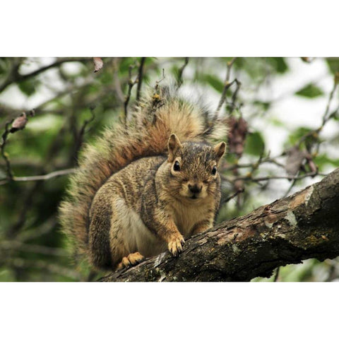 OR, Portland Gray squirrel resting on branch Black Modern Wood Framed Art Print by Terrill, Steve