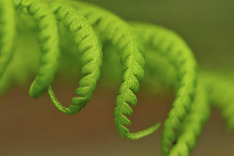 Oregon, Mt Hood NF Lady fern leaves unfurling Black Ornate Wood Framed Art Print with Double Matting by Terrill, Steve
