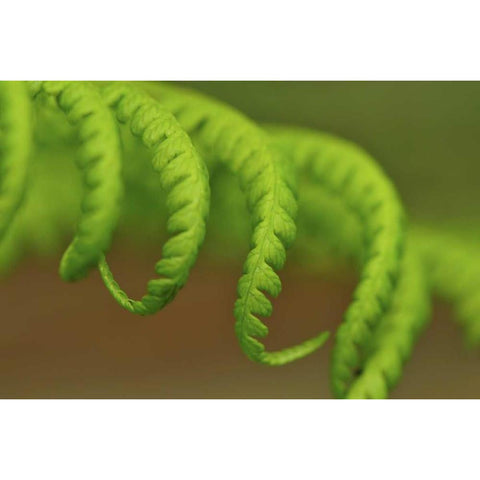 Oregon, Mt Hood NF Lady fern leaves unfurling Gold Ornate Wood Framed Art Print with Double Matting by Terrill, Steve