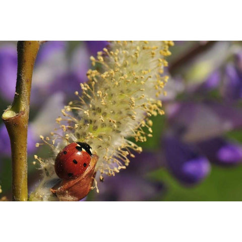 OR, Portland Ladybug on pussy willow bloom Black Modern Wood Framed Art Print by Terrill, Steve