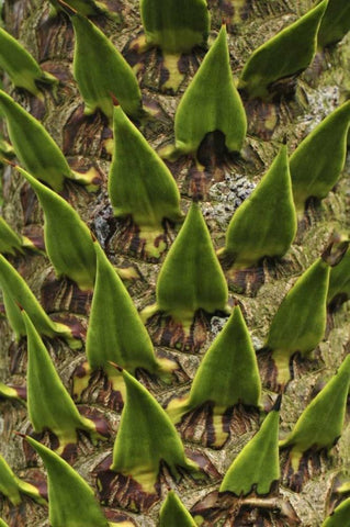 Oregon, Portland Trunk of monkey puzzle tree Black Ornate Wood Framed Art Print with Double Matting by Terrill, Steve