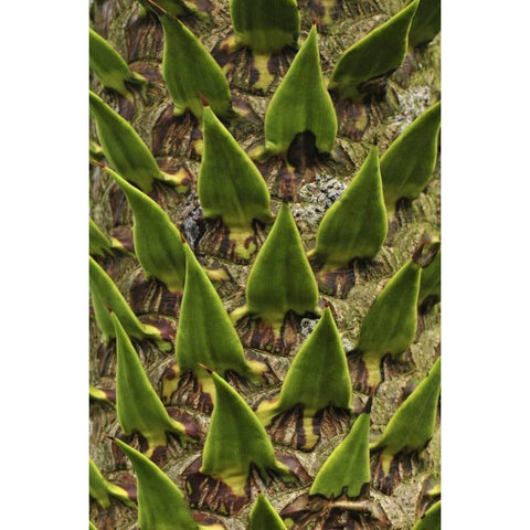 Oregon, Portland Trunk of monkey puzzle tree Black Modern Wood Framed Art Print by Terrill, Steve