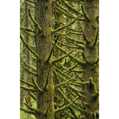 OR, Silver Falls Moss-draped Douglas fir trees White Modern Wood Framed Art Print by Terrill, Steve