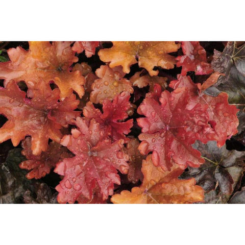 OR, Portland Foliage of peach flambe heuchera White Modern Wood Framed Art Print by Terrill, Steve