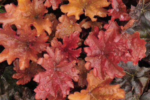 OR, Portland Foliage of peach flambe heuchera Black Ornate Wood Framed Art Print with Double Matting by Terrill, Steve