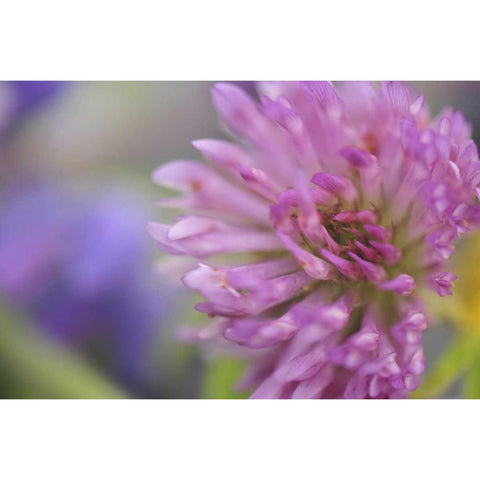 Oregon, Portland Close-up of pink clover bloom Black Modern Wood Framed Art Print by Terrill, Steve