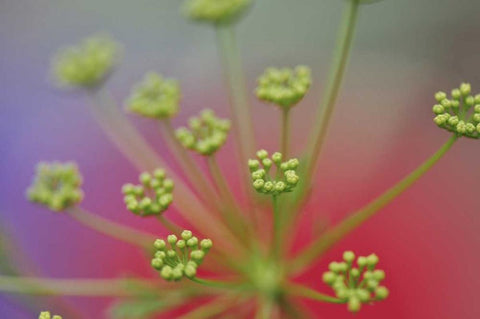 Oregon, Portland Queen Annes lace wildflower White Modern Wood Framed Art Print with Double Matting by Terrill, Steve