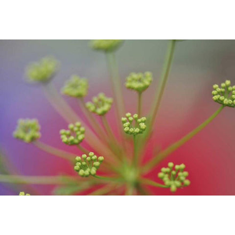 Oregon, Portland Queen Annes lace wildflower Gold Ornate Wood Framed Art Print with Double Matting by Terrill, Steve