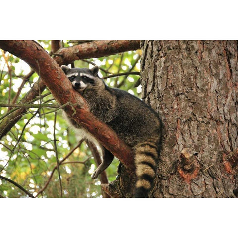 OR, Portland Raccoon resting on limb of tree Black Modern Wood Framed Art Print with Double Matting by Terrill, Steve