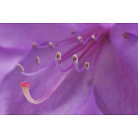 Oregon, Portland A rhododendron flower in garden Black Modern Wood Framed Art Print by Terrill, Steve