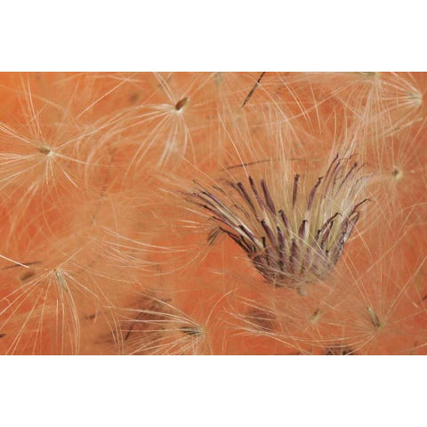 Oregon, Portland Close-up of salsify seed head Gold Ornate Wood Framed Art Print with Double Matting by Terrill, Steve