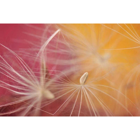 Oregon, Portland Close-up of salsify seed head Black Modern Wood Framed Art Print by Terrill, Steve