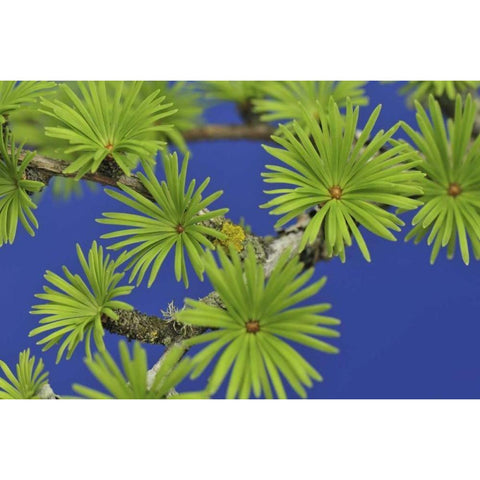 Oregon, Portland Young tamarack tree needles Black Modern Wood Framed Art Print by Terrill, Steve