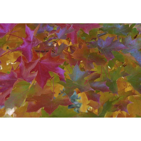 Oregon, Portland Sweet gum tree in autumn Black Modern Wood Framed Art Print by Terrill, Steve