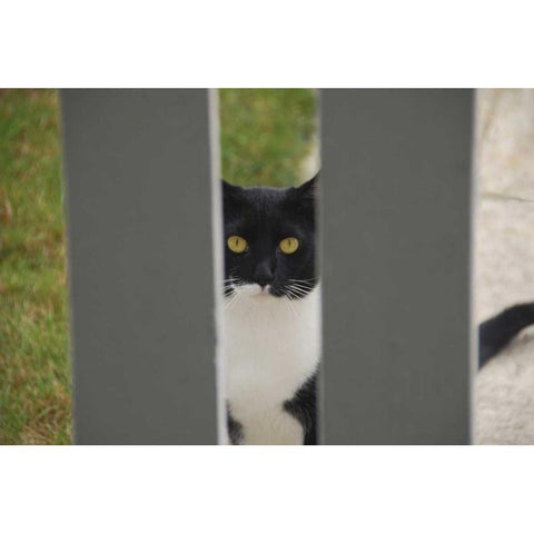 Oregon, Portland Cat looking through yard fence Black Modern Wood Framed Art Print by Terrill, Steve