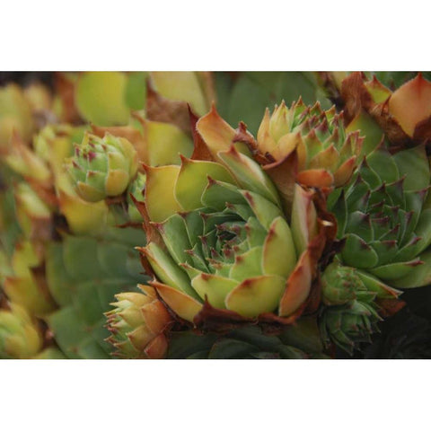 Oregon, Portland Close-up of succulent plants White Modern Wood Framed Art Print by Terrill, Steve