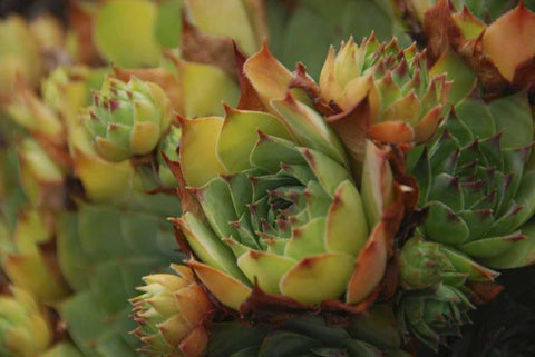 Oregon, Portland Close-up of succulent plants Black Ornate Wood Framed Art Print with Double Matting by Terrill, Steve