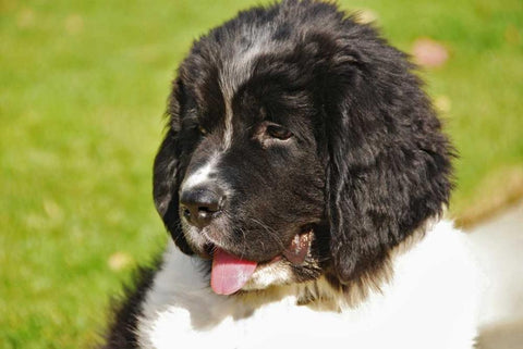 OR, Portland Landseer Newfoundland dog puppy Black Ornate Wood Framed Art Print with Double Matting by Terrill, Steve