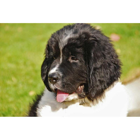 OR, Portland Landseer Newfoundland dog puppy Black Modern Wood Framed Art Print with Double Matting by Terrill, Steve