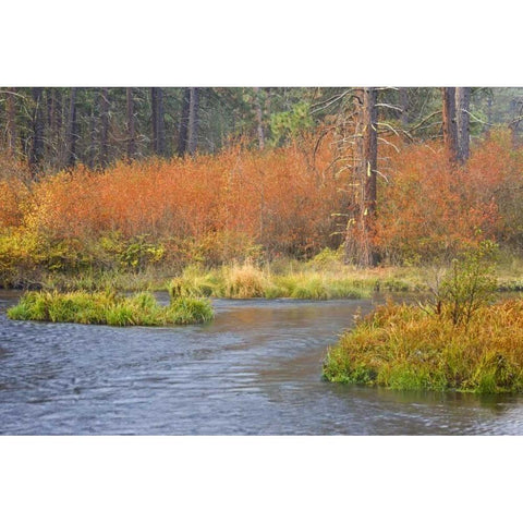 OR, Metolius River Fall along a stream bank Gold Ornate Wood Framed Art Print with Double Matting by Paulson, Don