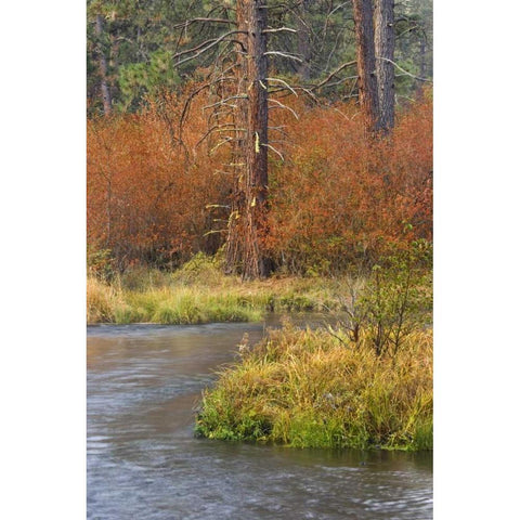 OR, Metolius River Fall along a stream bank Black Modern Wood Framed Art Print by Paulson, Don