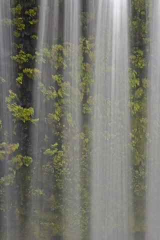 OR, Willamette NF Koosah Falls and ferns White Modern Wood Framed Art Print with Double Matting by Paulson, Don