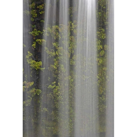OR, Willamette NF Koosah Falls and ferns White Modern Wood Framed Art Print by Paulson, Don
