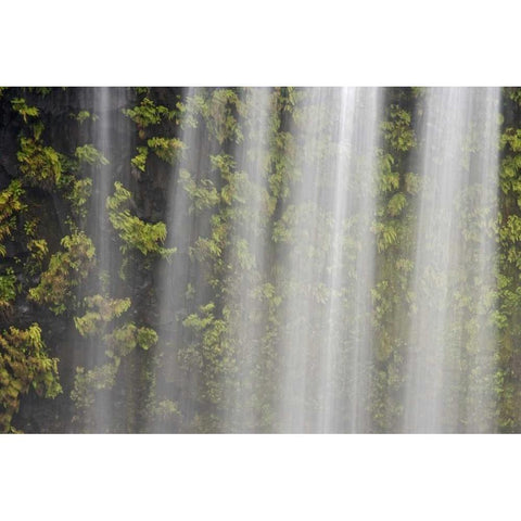 OR, Willamette NF Koosah Falls and ferns White Modern Wood Framed Art Print by Paulson, Don