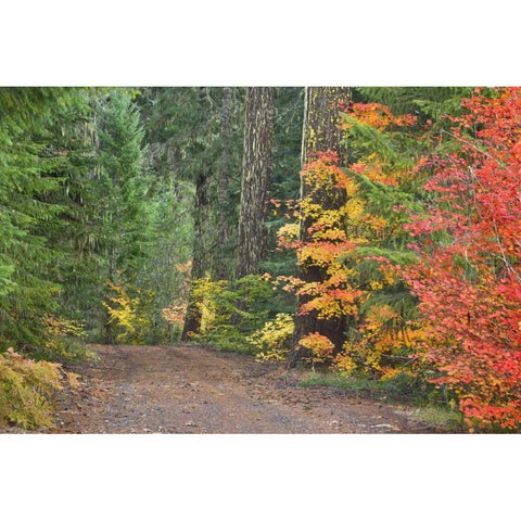 OR, Willamette NF Historic Santiam Wagon Road Black Modern Wood Framed Art Print by Paulson, Don