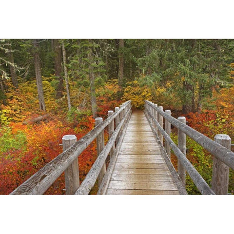 OR, Willamette  Bridge on McKenzie River Trail White Modern Wood Framed Art Print by Paulson, Don