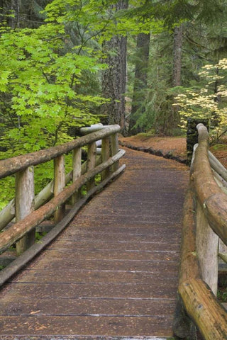 OR, Willamette NF Wooden foot bridge Black Ornate Wood Framed Art Print with Double Matting by Paulson, Don