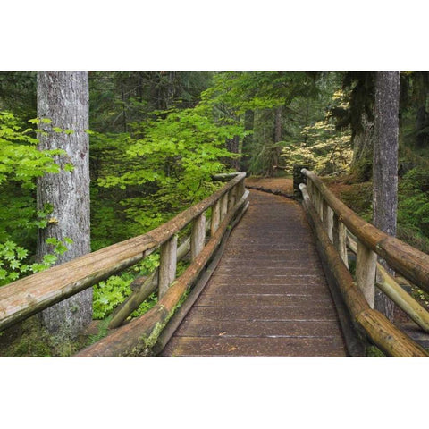 OR, Willamette NF Wooden foot bridge Black Modern Wood Framed Art Print with Double Matting by Paulson, Don