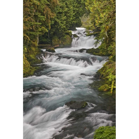 Oregon, Willamette NF McKenzie River rapids White Modern Wood Framed Art Print by Paulson, Don