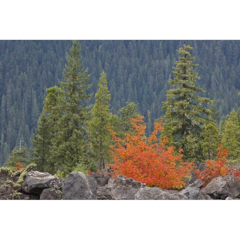 Oregon, Willamette NF Volcanic rock in forest Black Modern Wood Framed Art Print by Paulson, Don