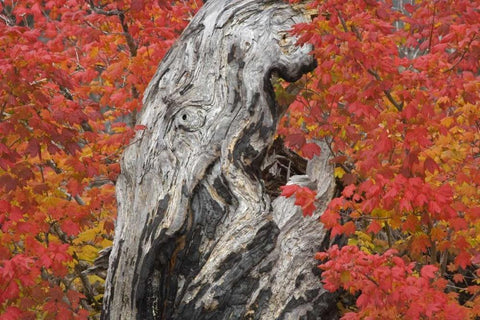 OR, Willamette NF Vine maple tree stump, autumn White Modern Wood Framed Art Print with Double Matting by Paulson, Don
