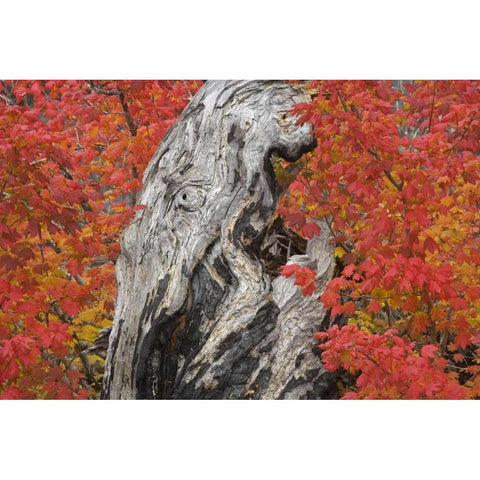 OR, Willamette NF Vine maple tree stump, autumn White Modern Wood Framed Art Print by Paulson, Don