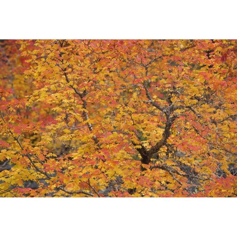 OR, Willamette NF Vine maple tree in autumn White Modern Wood Framed Art Print by Paulson, Don