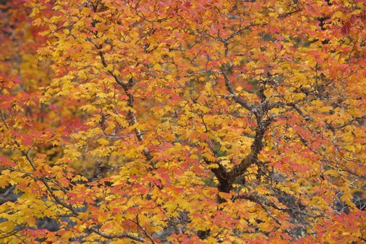 Image Only