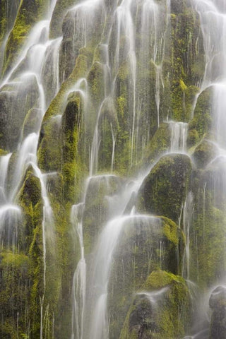 Oregon, Willamette NF View of Proxy Falls White Modern Wood Framed Art Print with Double Matting by Paulson, Don