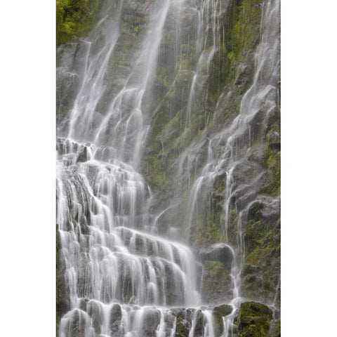 Oregon, Willamette NF View of Proxy Falls White Modern Wood Framed Art Print by Paulson, Don
