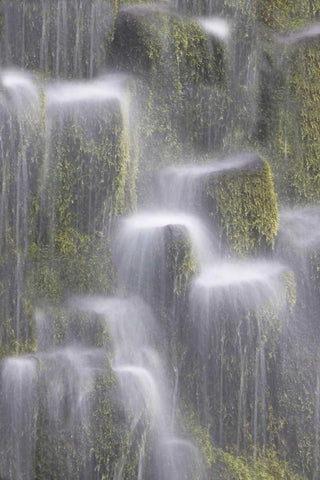 OR, Willamette NF Proxy Falls cascading water White Modern Wood Framed Art Print with Double Matting by Paulson, Don