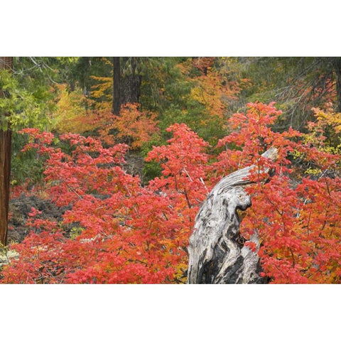 OR, Willamette NF Vine maple tree stump, autumn Black Modern Wood Framed Art Print by Paulson, Don