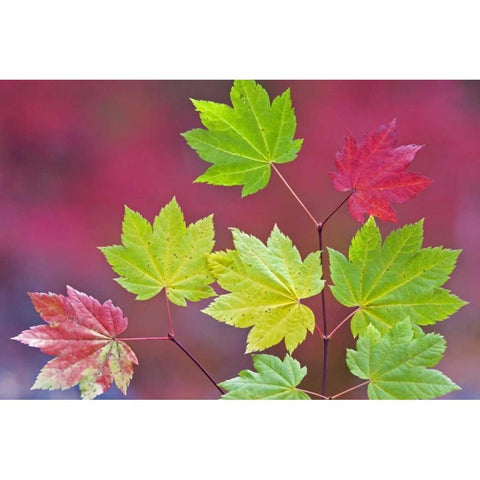 OR, Willamette NF Vine maple leaves in autumn White Modern Wood Framed Art Print by Paulson, Don
