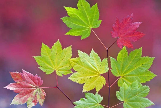 Image Only