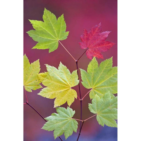 OR, Willamette NF Vine maple leaves in autumn Black Modern Wood Framed Art Print by Paulson, Don